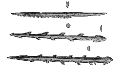 At_20.jpg (12654 bytes)